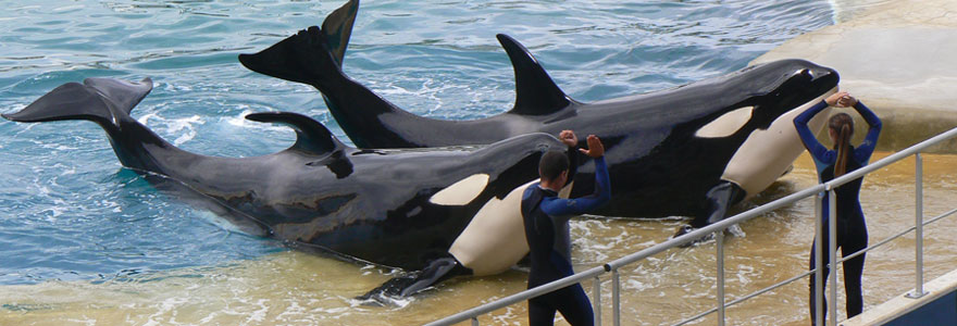 Accéder au Marineland d’Antibes